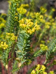 Euphorbia beamanii