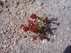 Cistanthe celosioides