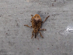 Trichopterapion holosericeum