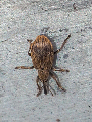 Trichopterapion holosericeum