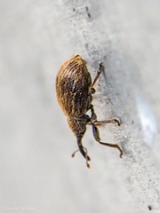 Trichopterapion holosericeum