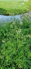 Anthriscus sylvestris