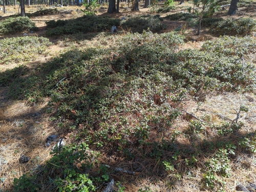 Image of Quercus greggii by (c) Alan Rockefeller, some rights reserved (CC BY)