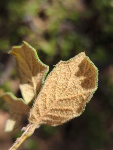 Quercus greggii, photograph 6