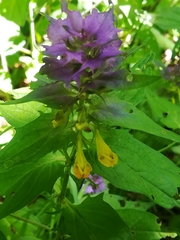 Melampyrum italicum