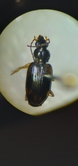 Bembidion corgenoma