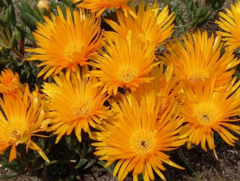 Lampranthus aurantiacus