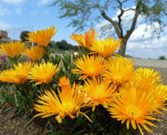 Lampranthus aurantiacus