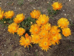 Lampranthus aurantiacus