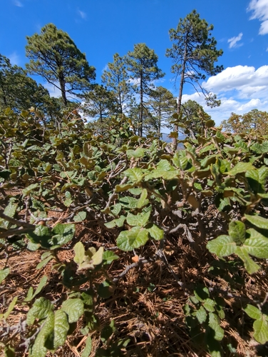 Image of Quercus greggii by (c) Alan Rockefeller, some rights reserved (CC BY)