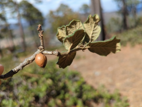 Image of Quercus greggii by (c) Alan Rockefeller, some rights reserved (CC BY)