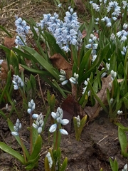 Puschkinia scilloides