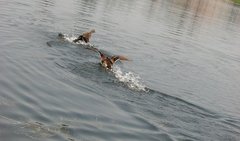 Anas platyrhynchos × fulvigula