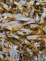 Laminaria digitata