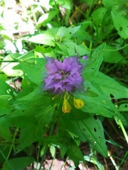 Melampyrum italicum