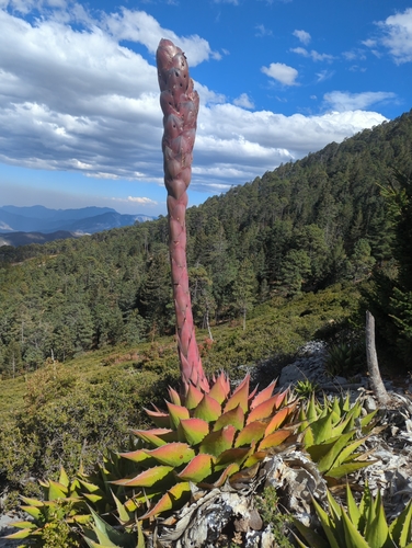 Agave gentryi