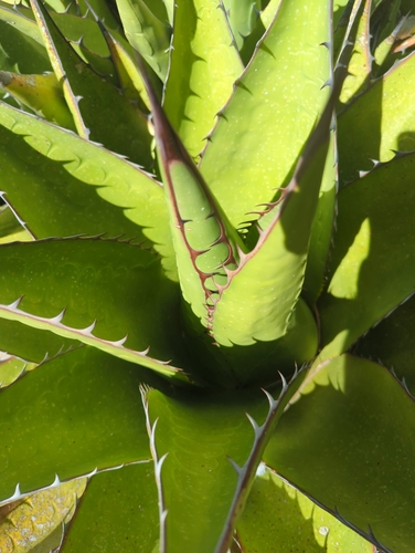 Agave gentryi