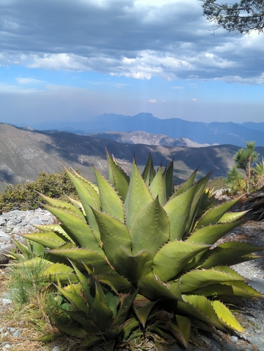 Agave gentryi
