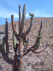 Browningia candelaris