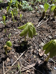Podophyllum peltatum