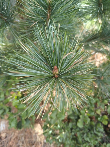 Styles's white pine