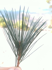 Pinus stylesii