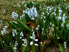 Puschkinia scilloides