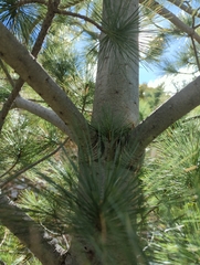 Pinus stylesii