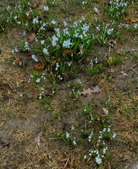 Puschkinia scilloides