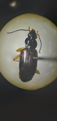 Bembidion corgenoma