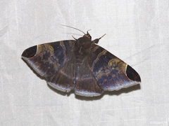 Pindara illibata