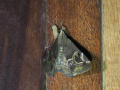 Ommatophora luminosa