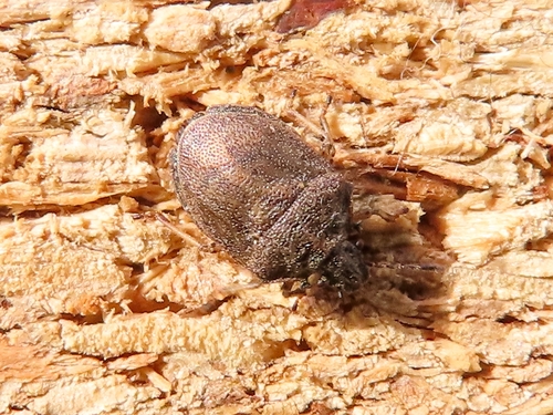 European Turtle-bug, Groningen, NL-GR, NL, photo 5 of 10