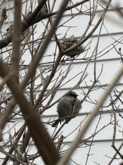 Passer domesticus