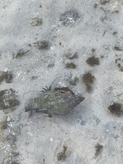 Clibanarius sclopetarius