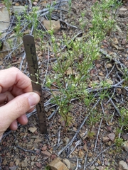 Apiastrum angustifolium