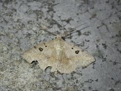 Ugia signifera