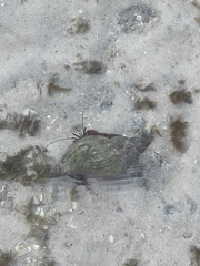 Clibanarius sclopetarius