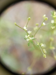 Apiastrum angustifolium