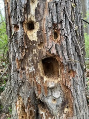 Dryocopus