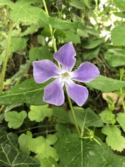 Vinca major