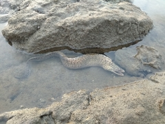 Gymnothorax pseudothyrsoideus