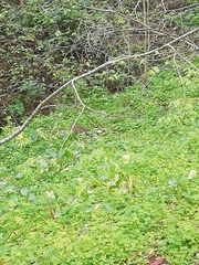 Oryctolagus cuniculus