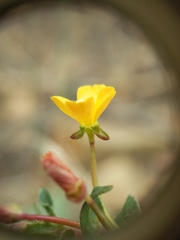 Camissoniopsis ignota