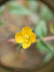 Camissoniopsis ignota