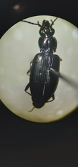 Bembidion planatum