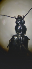 Bembidion planatum