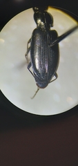 Bembidion planatum