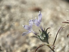 Eriastrum eremicum