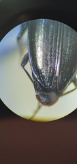 Bembidion planatum